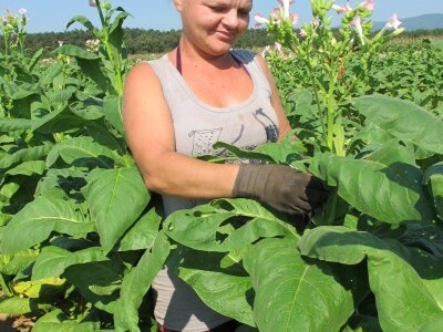 Duhan otkupljuju samo tri otkupna centra