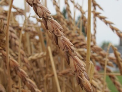 Dvodnevna manifestacija Češke žetvene svečanosti-dožinki Dvodnevna manifestacija Češke žetvene svečanosti-dožinki