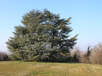 K55 vinarija i destilerija OPG tjedna