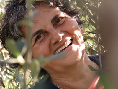 BERBA MASLINA U HERCEGOVINI