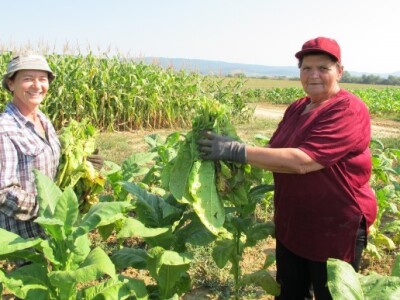 U normalnim okolnostima je urod 3 vagona ili oko 30 tona duhana
