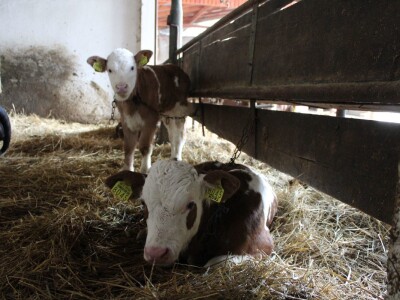 Farma obitelji Uglješić