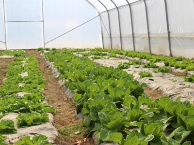 Proljetna sjetva u Konjicu