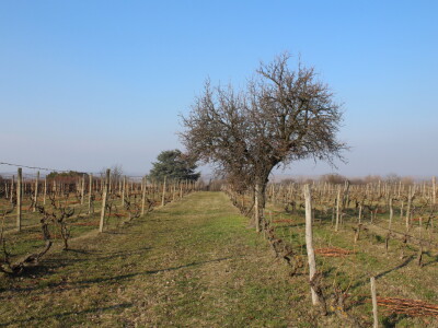 K55 vinarija i destilerija OPG tjedna