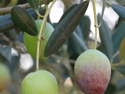 BERBA MASLINA U HERCEGOVINI