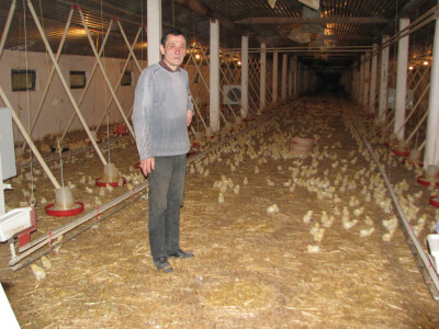 Božo među 12000 pilića