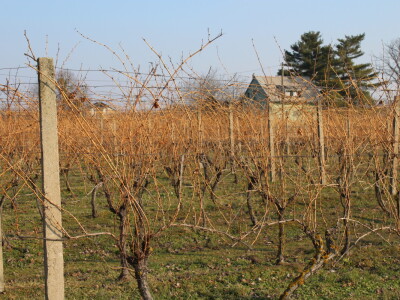 K55 vinarija i destilerija OPG tjedna