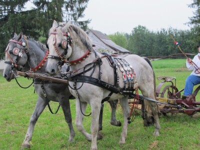 Dvodnevna manifestacija Češke žetvene svečanosti-dožinki Dvodnevna manifestacija Češke žetvene svečanosti-dožinki