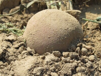 Vinko Raos vidi budućnost u navodnjavanju krumpira