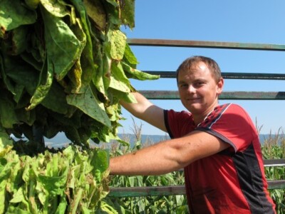 Ovogodišnji urod duhana smanjen je zbog suše i kornjaša