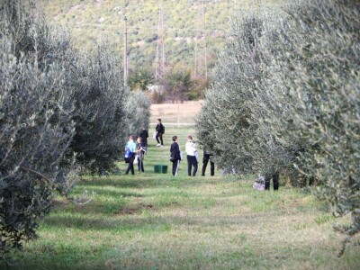 BERBA MASLINA U HERCEGOVINI