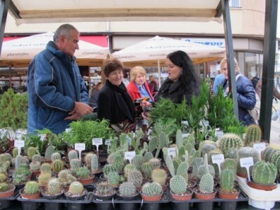 Drugi Daruvarski cvjetni sajam