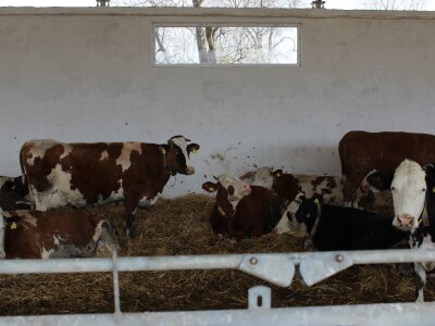 Farma obitelji Uglješić