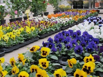 Drugi Daruvarski cvjetni sajam