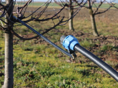 Rezidba jabuke, šljive i višnje
