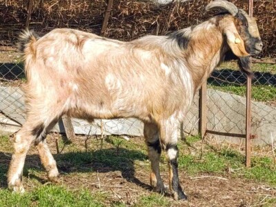 Farme buša, nubijske koze