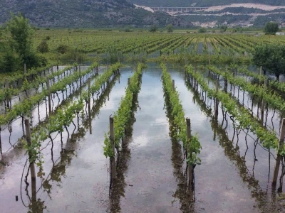 Umčani, vinograd pod vodom