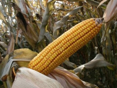 Klip kukuruza