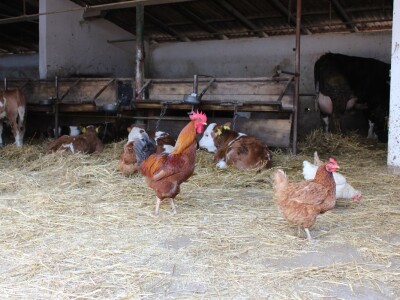 Farma obitelji Uglješić