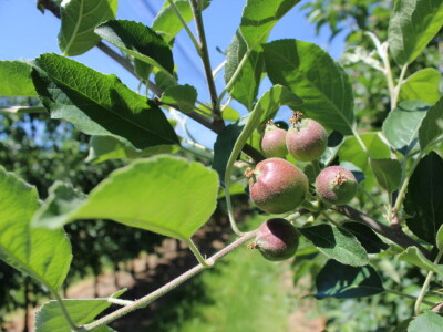 Jabike i kruške OPG Vesna Bašić