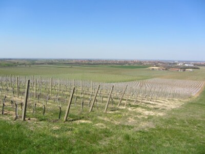 Agrarni novinari iz Novog Sada u poseti Iločkom podrumu