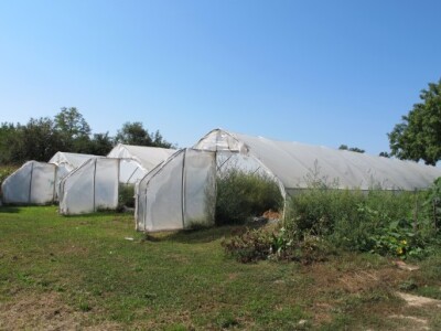 Duhan - jedna od profitabilnih kultura