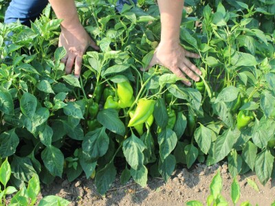 Pipelife sistem za navodnjavanje u Silbašu i Gospođincima