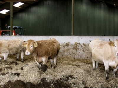 Van den Broek farma u Nizozemskoj