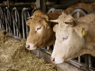 Van den Broek farma u Nizozemskoj