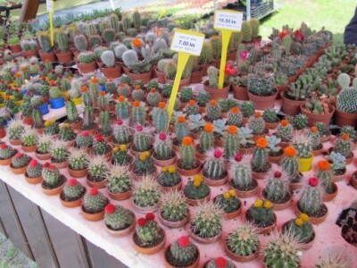 Floraart 2015 na Bundeku!