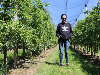 Jabike i kruške OPG Vesna Bašić