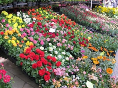 Floraart 2015 na Bundeku!