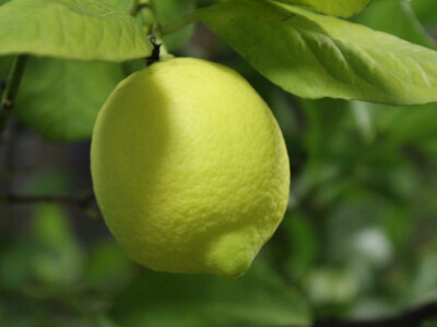 Znamo Enjingija po vinima i angus govedima, ali nismo znali da ima i limune Znamo Enjingija po vinima i angus govedima, ali nismo znali da ima i limune