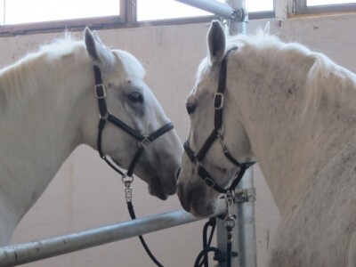 17. proljetni sajam u Gudovcu