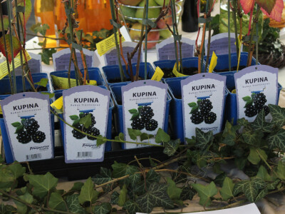 Kupina - Sadnice Fragaria