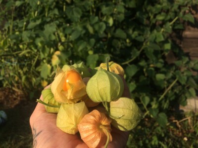 Niko ne zna zašto je Nadin paradajz žut, ni koju dinju uzgajaju