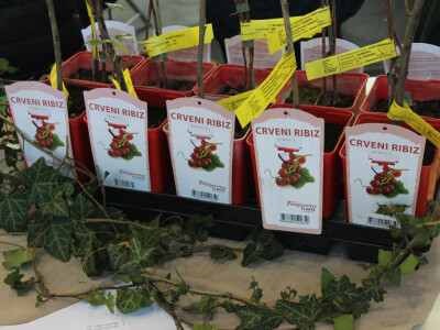 Crveni ribiz - Sadnice Fragaria