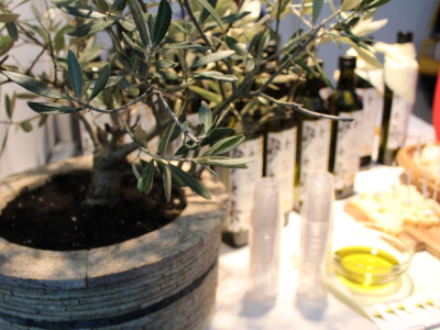 Maslina, stablo i dekoracija