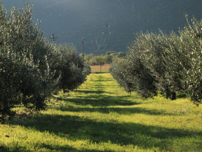 BERBA MASLINA U HERCEGOVINI
