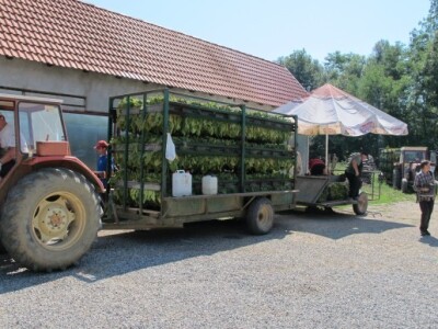 Berba duhana na obiteljskom poljoprivrednom gospodarstvu obitelji Gomerčić
