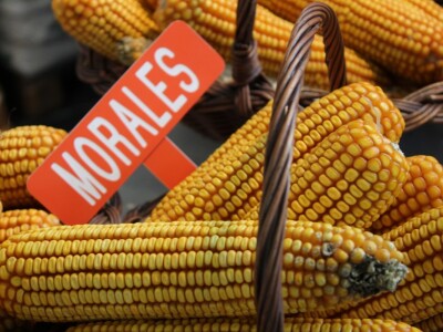 Morales, kukuruz