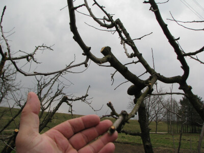 Nestručno orezivanje stvara probleme Nestručno orezivanje stvara probleme