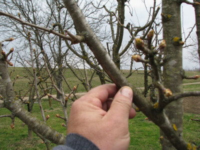 Vegetacija poranila a orezivanje kasni Vegetacija poranila a orezivanje kasni