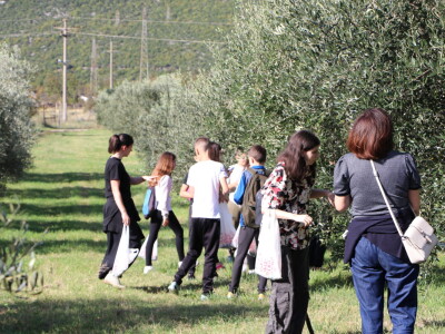 BERBA MASLINA U HERCEGOVINI