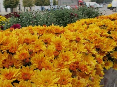 Drugi Daruvarski cvjetni sajam