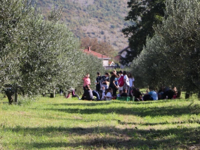 BERBA MASLINA U HERCEGOVINI