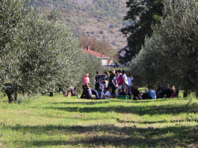 BERBA MASLINA U HERCEGOVINI