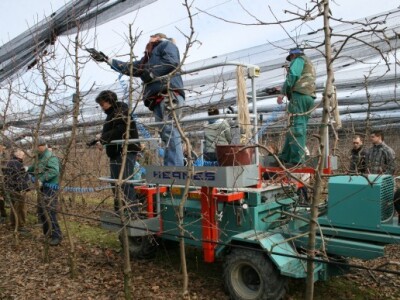 Rezidba voćnjaka i prezentacija platforme za rezidbu s pneumatskim škarama