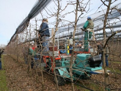 Rezidba voćnjaka i prezentacija platforme za rezidbu s pneumatskim škarama