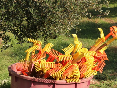 BERBA MASLINA U HERCEGOVINI